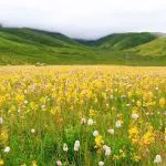 litang grassland in summer season