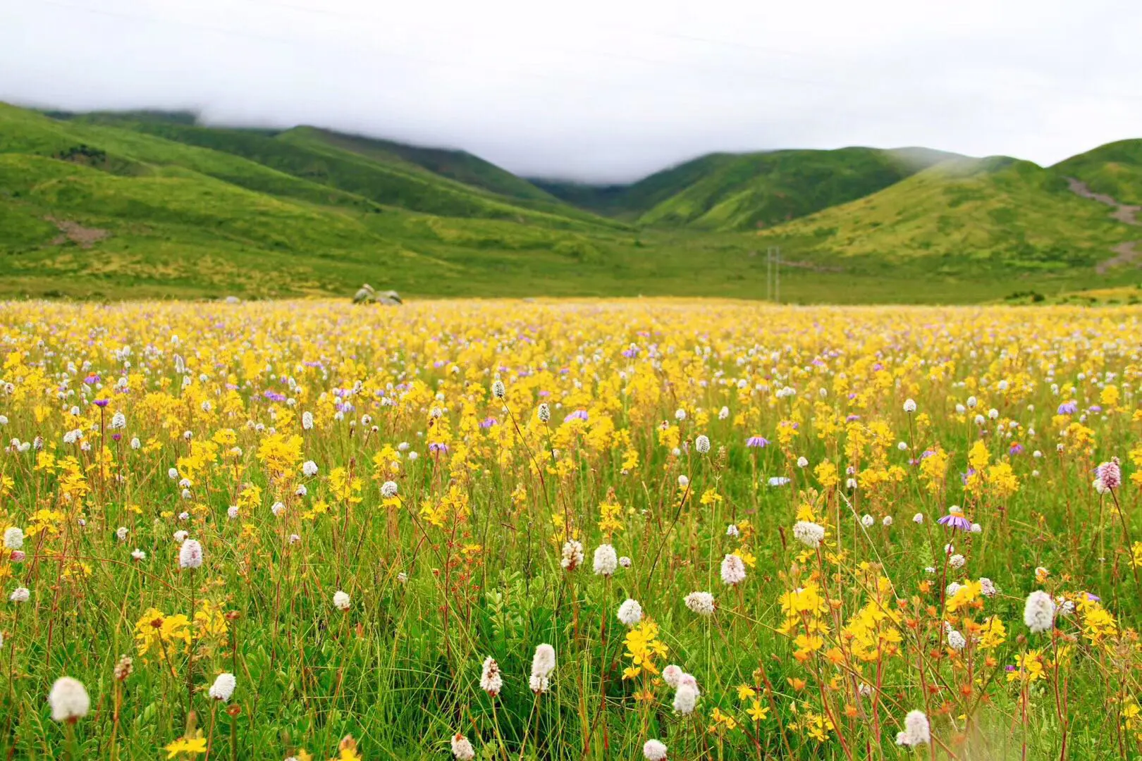 litang grassland in summer season
