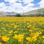 nice views in Xinduqiao June