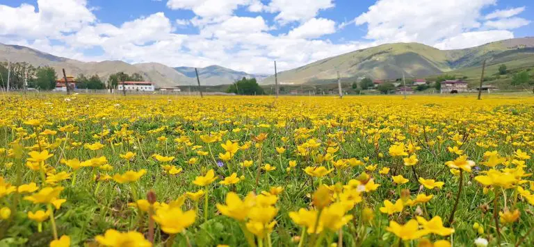 nice views in Xinduqiao June