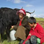 nomad-at-tagong-grassland