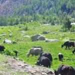 xinduqiao-west-sichuan