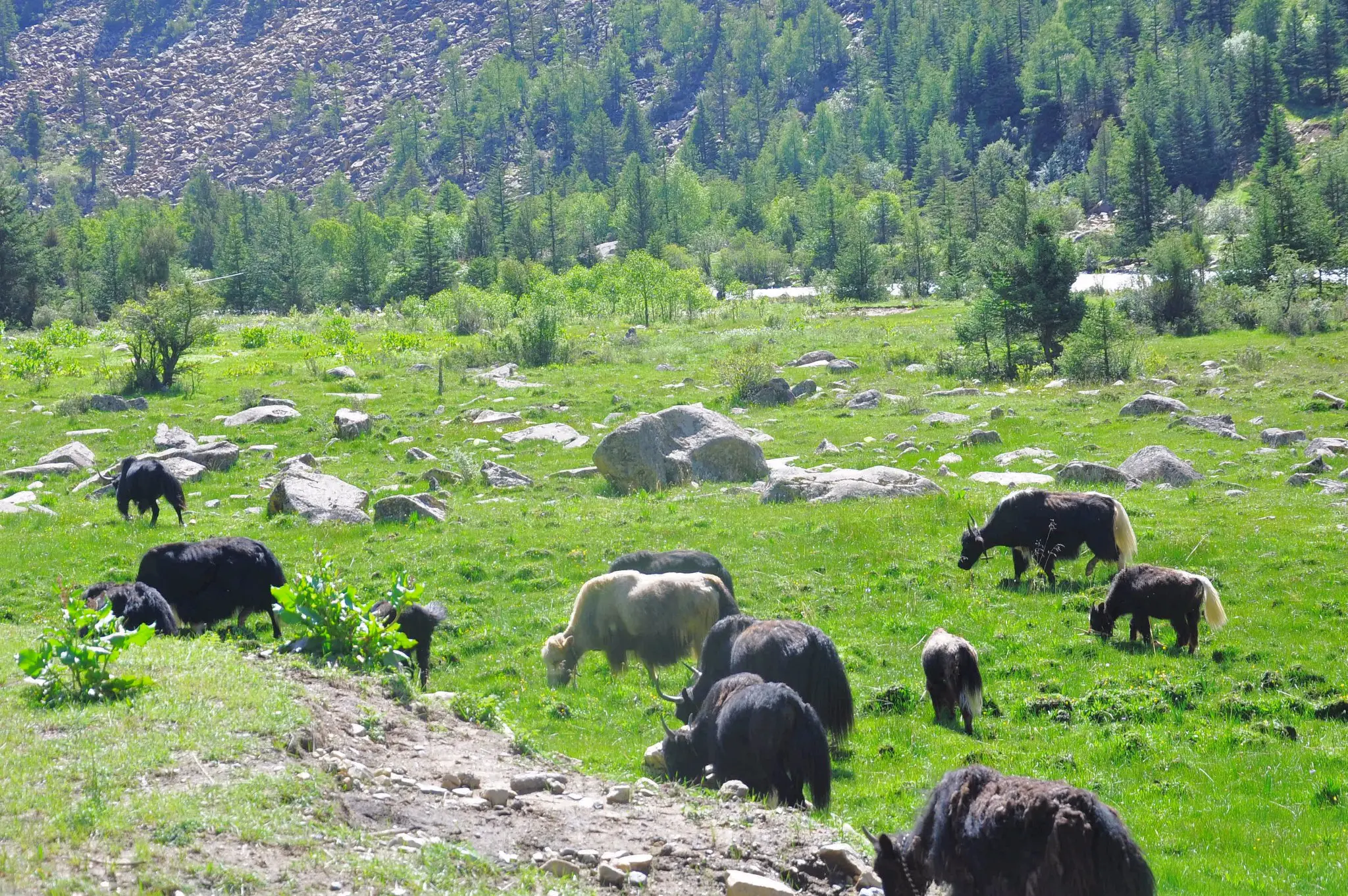 xinduqiao-west-sichuan