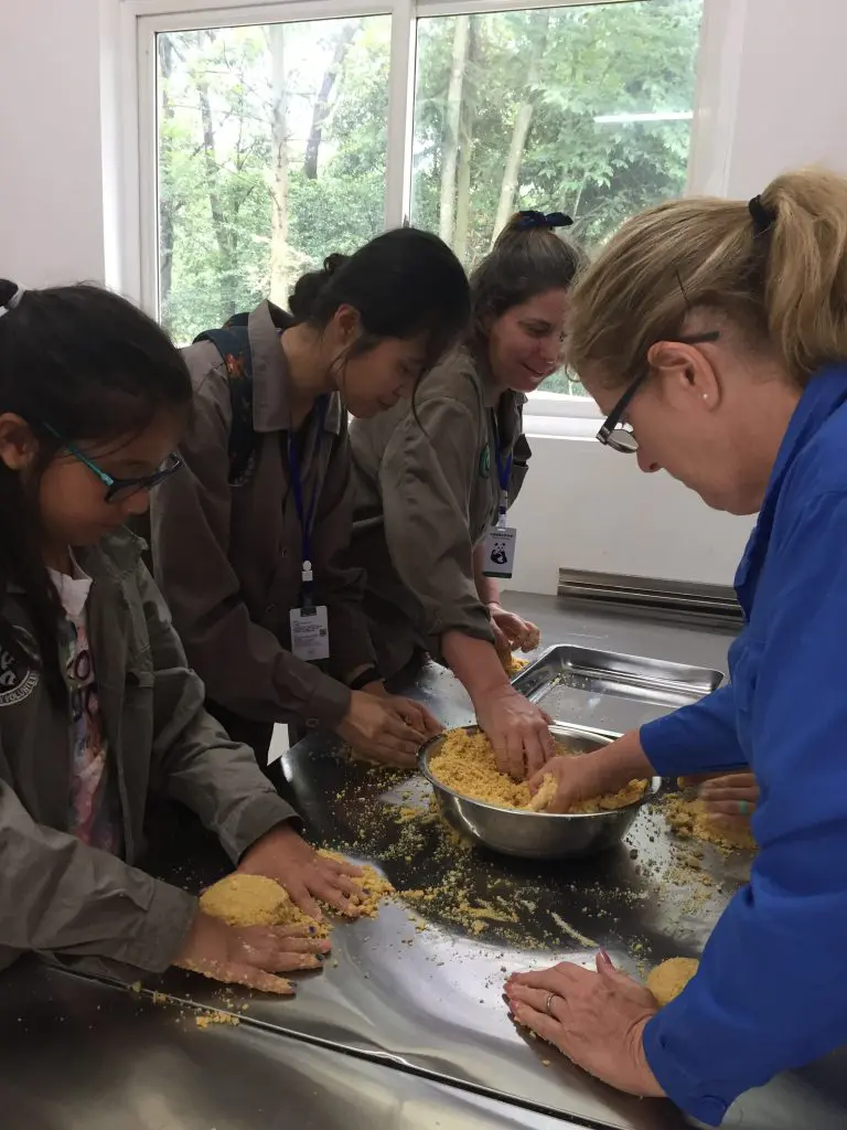 Panda volunteering at Bifengxia panda base