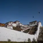Birds around Potala palace Tibet