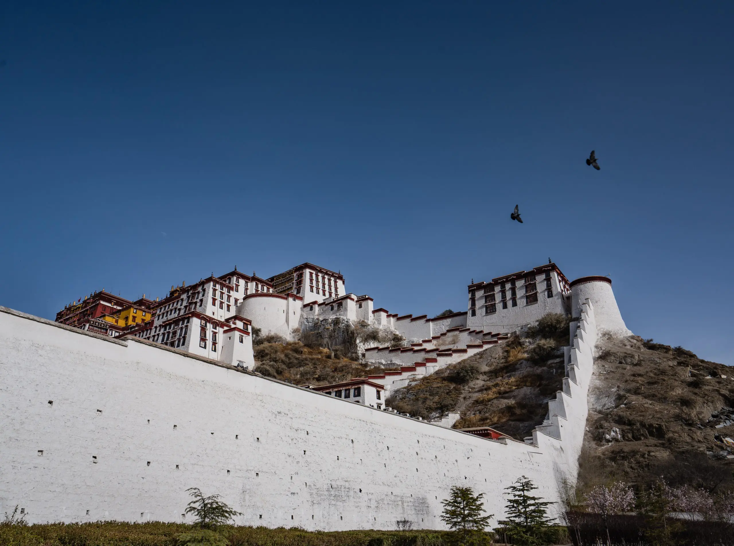 Birds around Potala palace Tibet