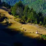 Daocheng autumn view