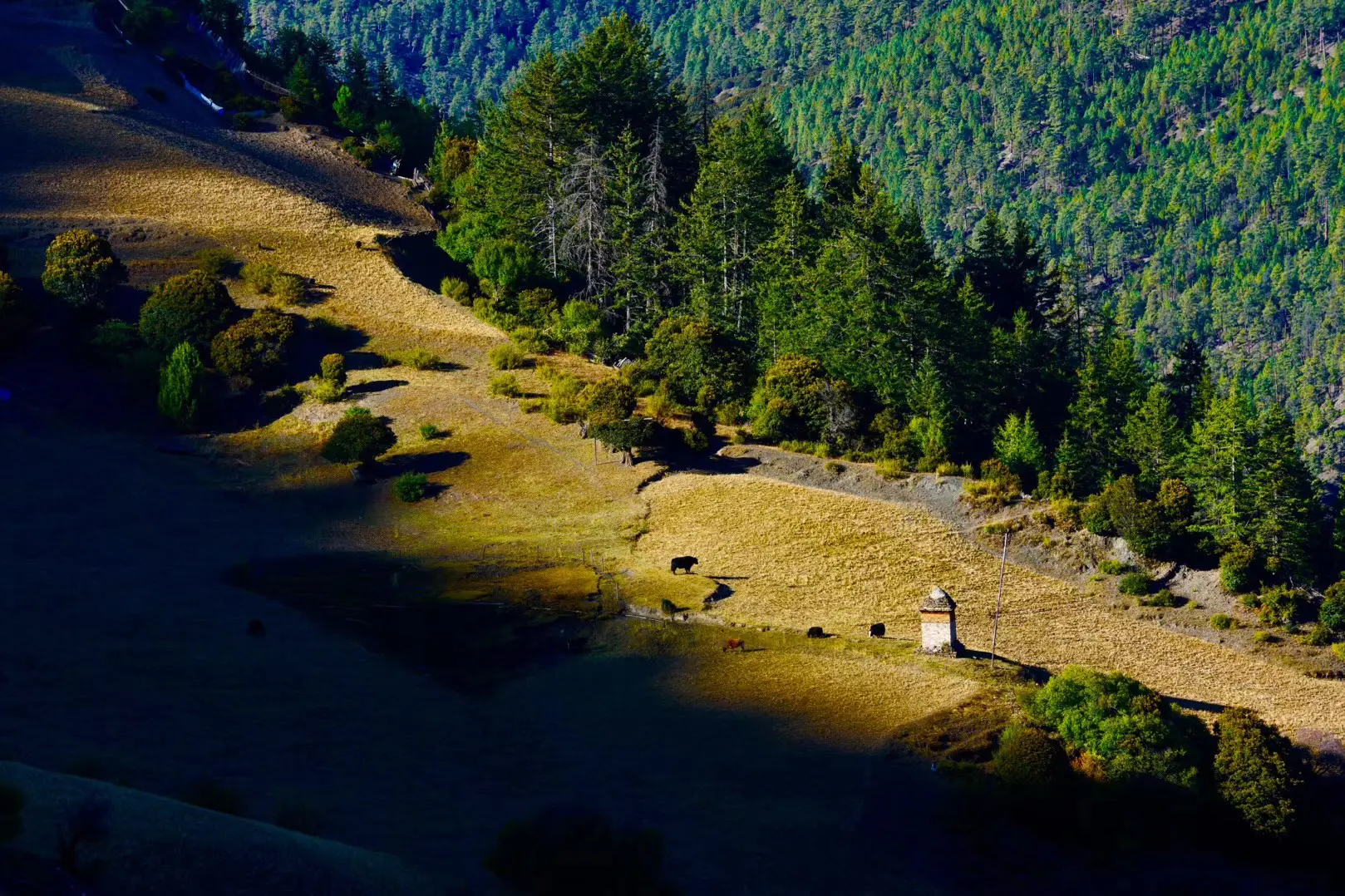 Daocheng autumn view
