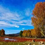 Red glass field in Daocheng