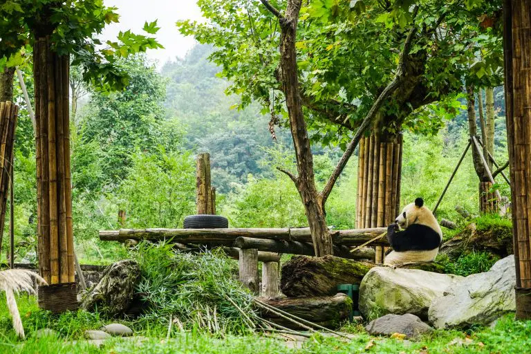 Dujiangyan panda center