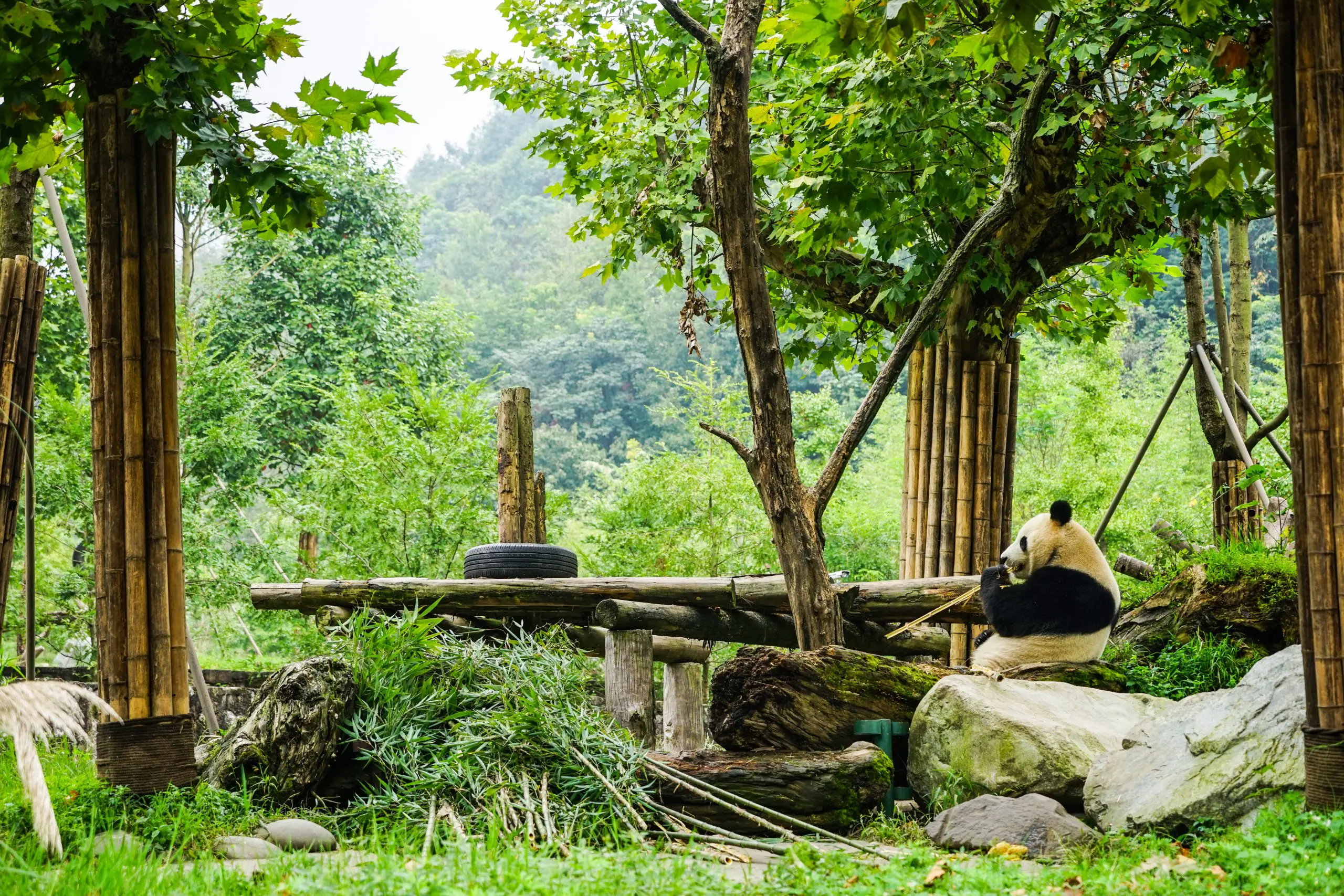 Dujiangyan panda center