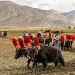 Farming along way to EBC from Shigatse Tibet