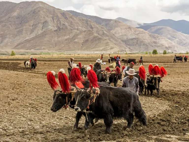 Farming along way to EBC from Shigatse Tibet