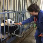 Dujiangyan base base feeding pandas