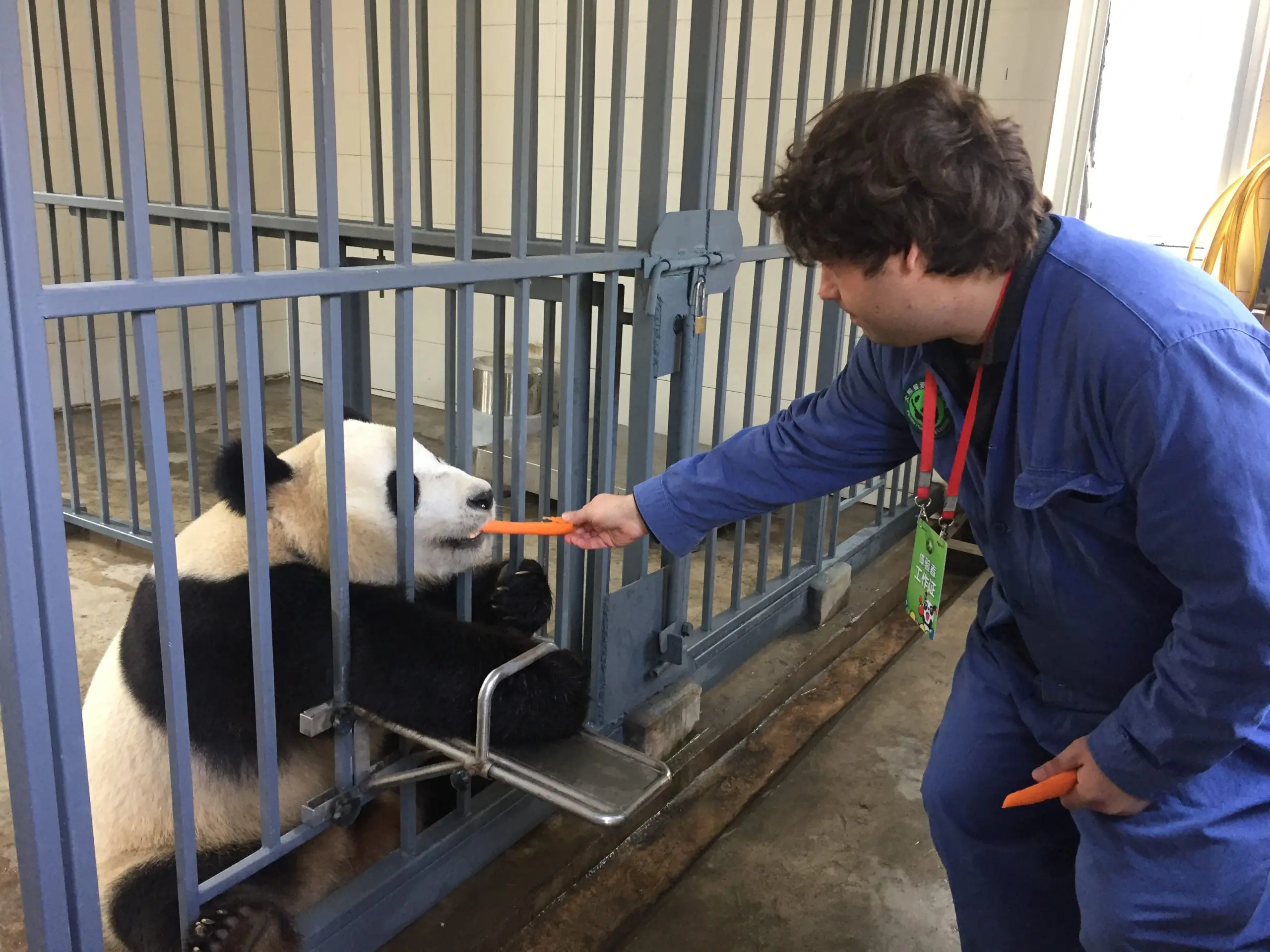 Dujiangyan base base feeding pandas