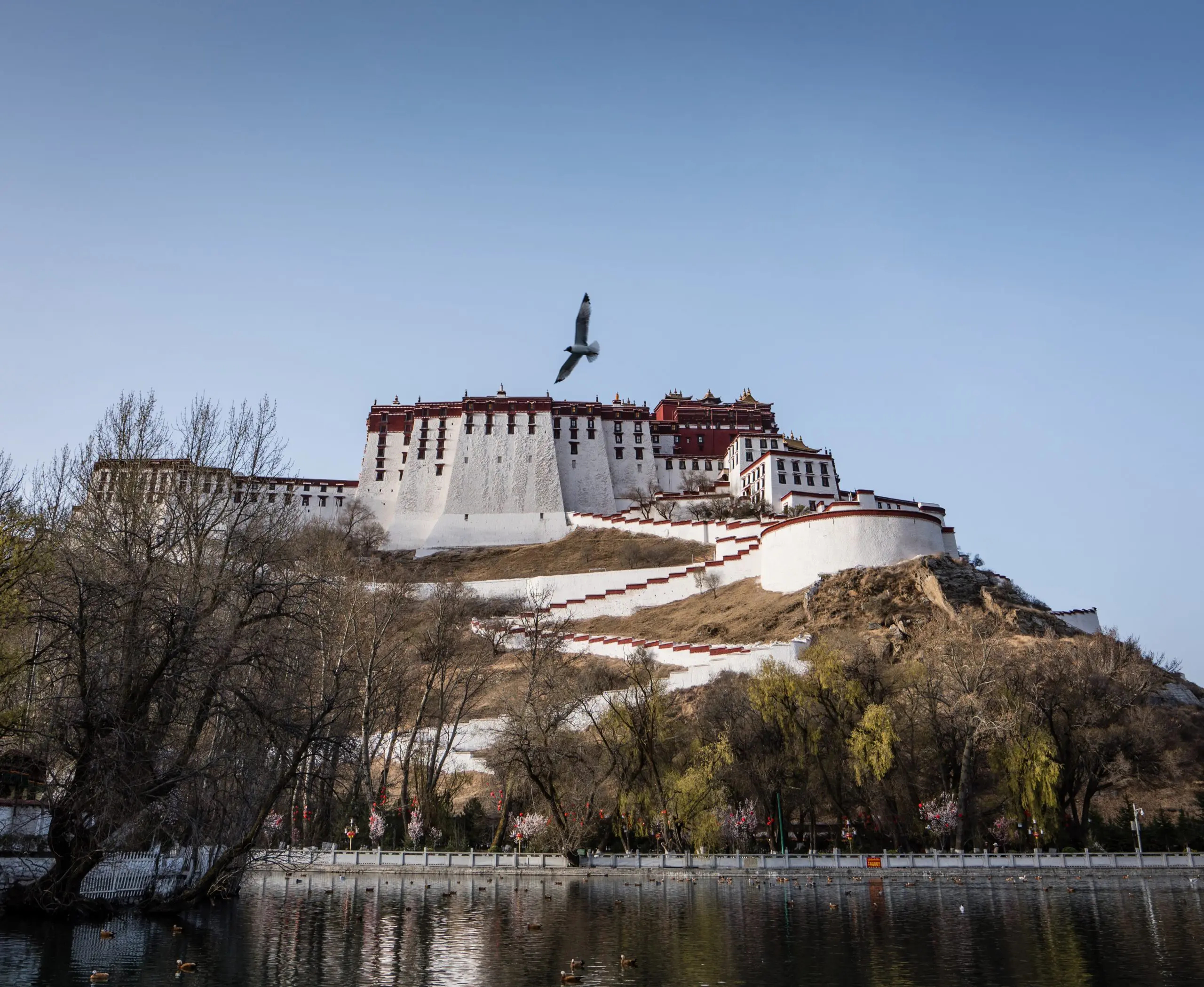 Lhasa potala palace and bird Tibet