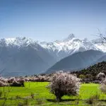 Nyingchi peach flowers April Tibet