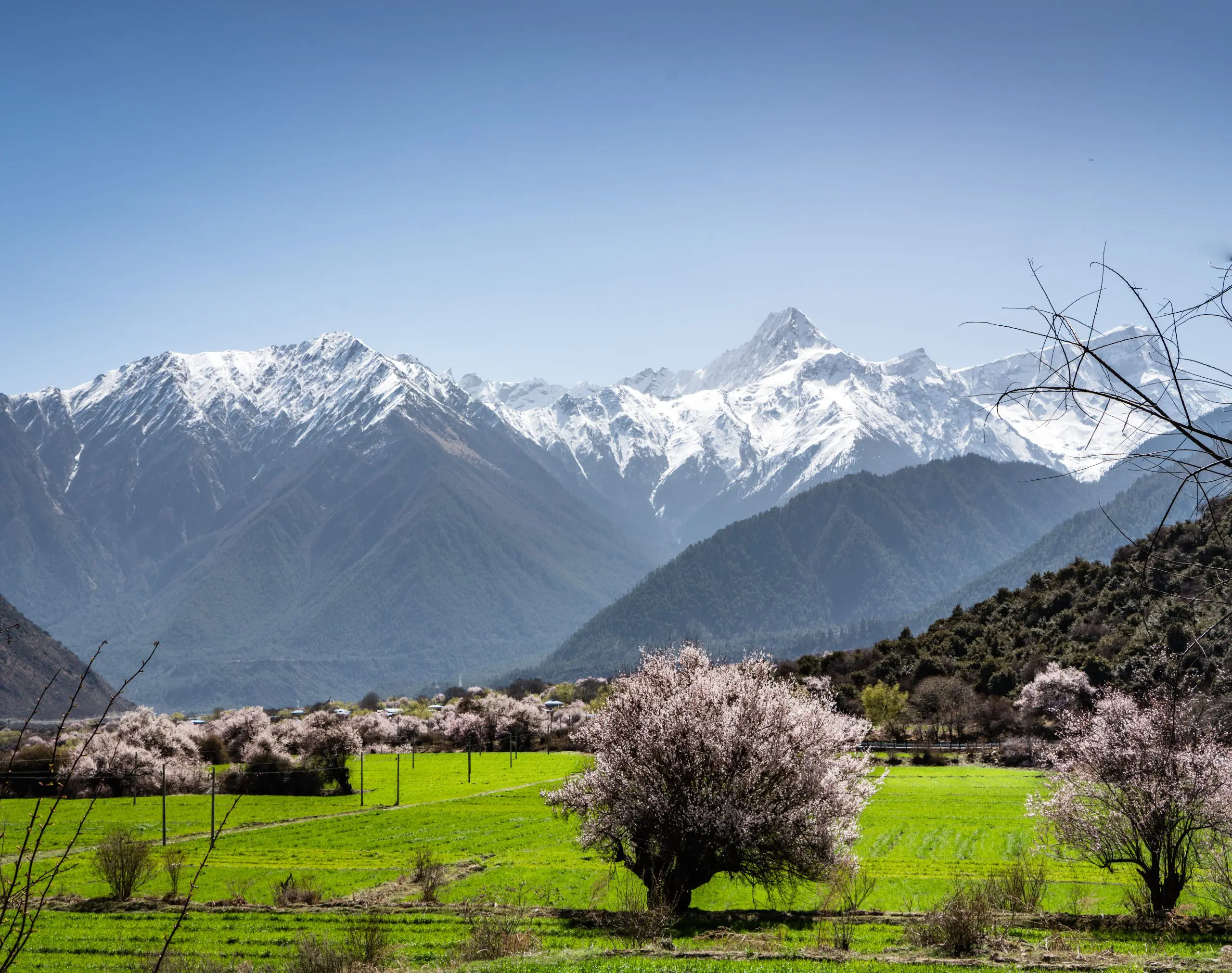 Nyingchi peach flowers April Tibet