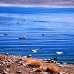 ali-pangong-tso-lake
