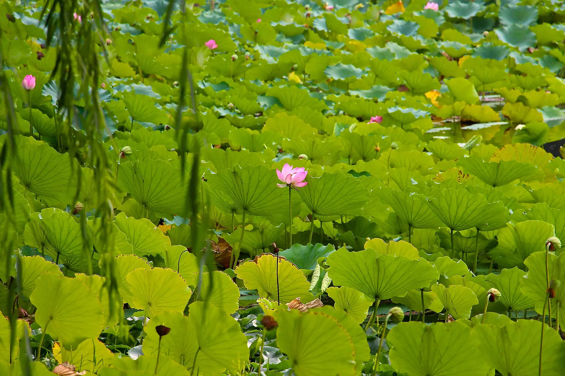 China Nature Tours