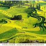 Spring Yunnan Luoping Luoshitian flower terraces