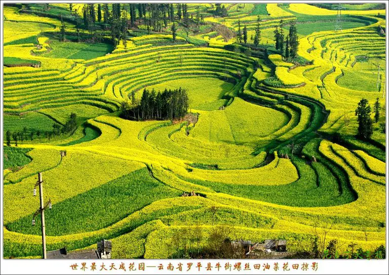 Spring Yunnan Luoping Luoshitian flower terraces