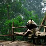 Giant panda eating bamboo at Chengdu Panda Base