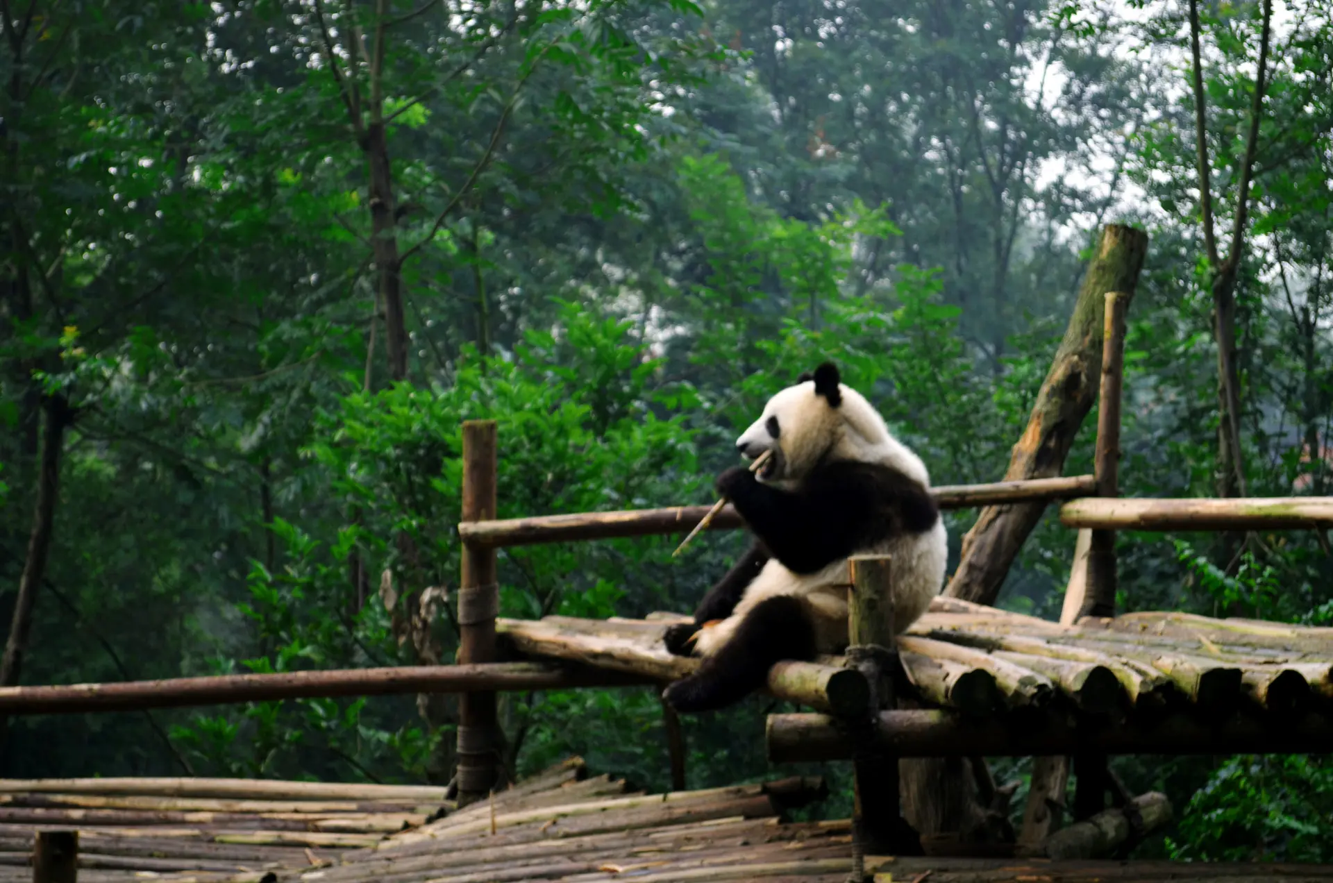 Giant panda eating bamboo at Chengdu Panda Base