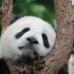 Cute giant panda