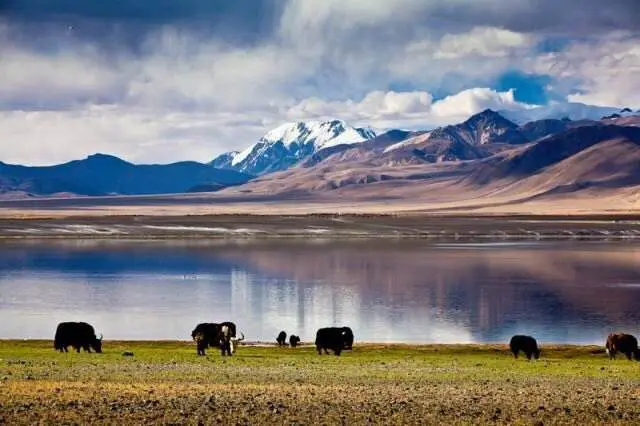 Pelku Tso Lake with Mount Shishapangma in the background, western Tibet