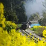 Qianwei steam train and Mount Emei tour