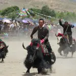 Yak race Gyantse horse festival
