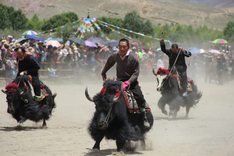 Yak race Gyantse horse festival
