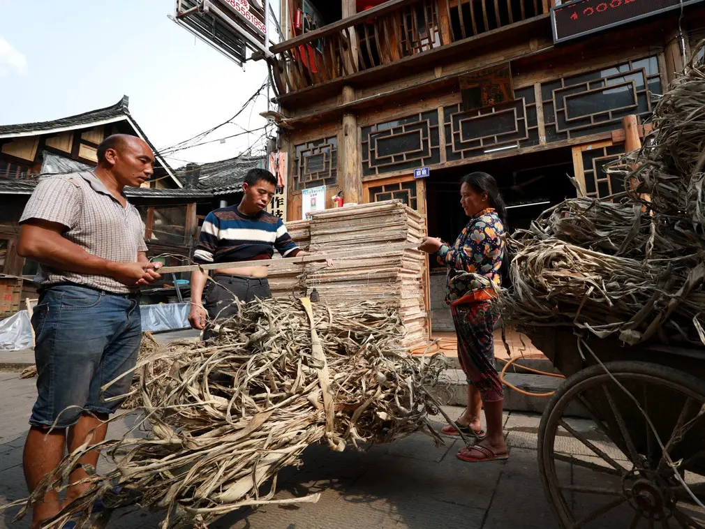 Bark used for tradition paper making in Shiqiao village