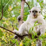 Yunnan Tacheng dian monkeys