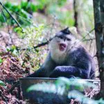 Yunnan Tacheng Dian Monkeys