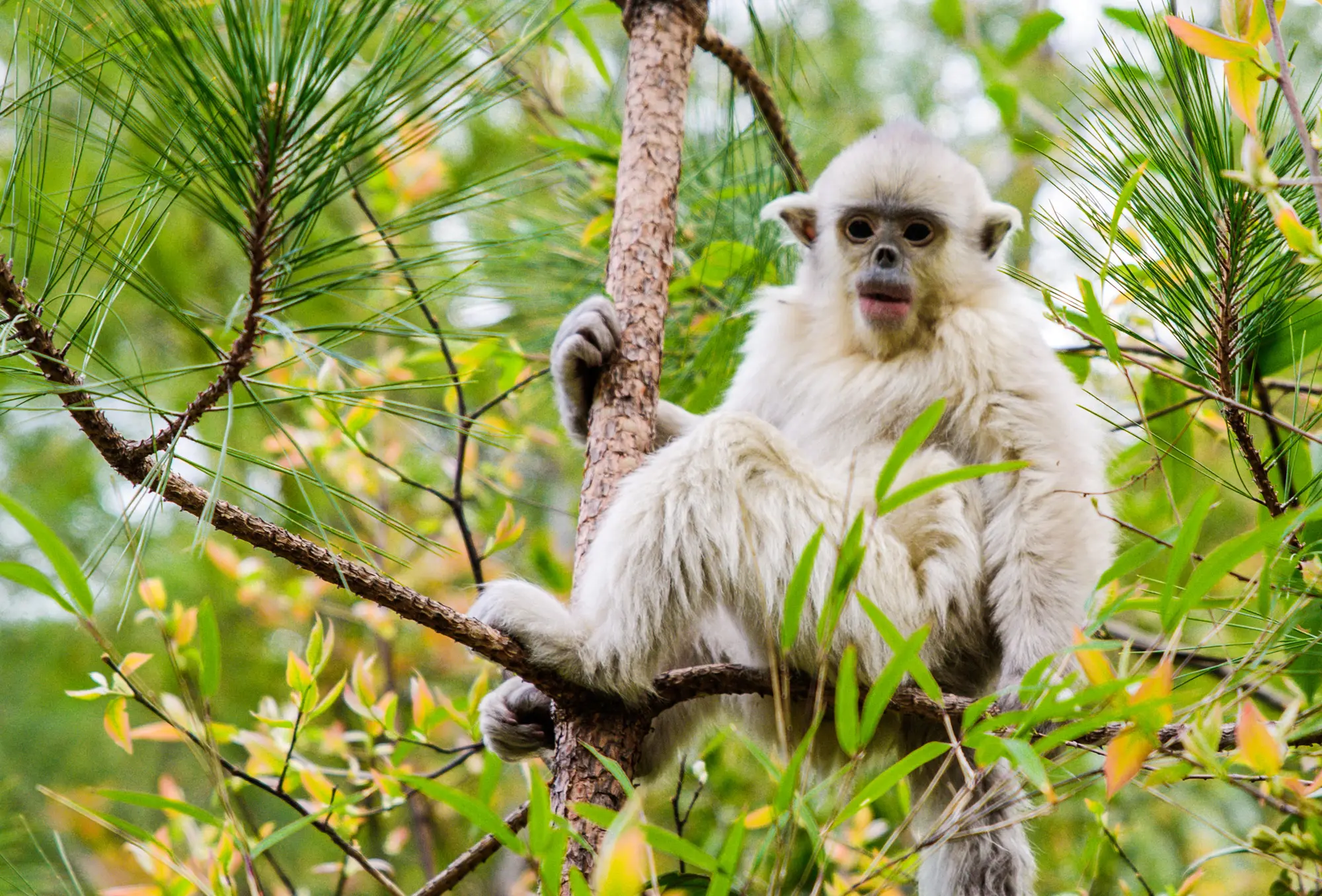 Yunnan Tacheng dian monkeys