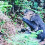 Monkeys at Tacheng Monkeys Reserve Yunnan
