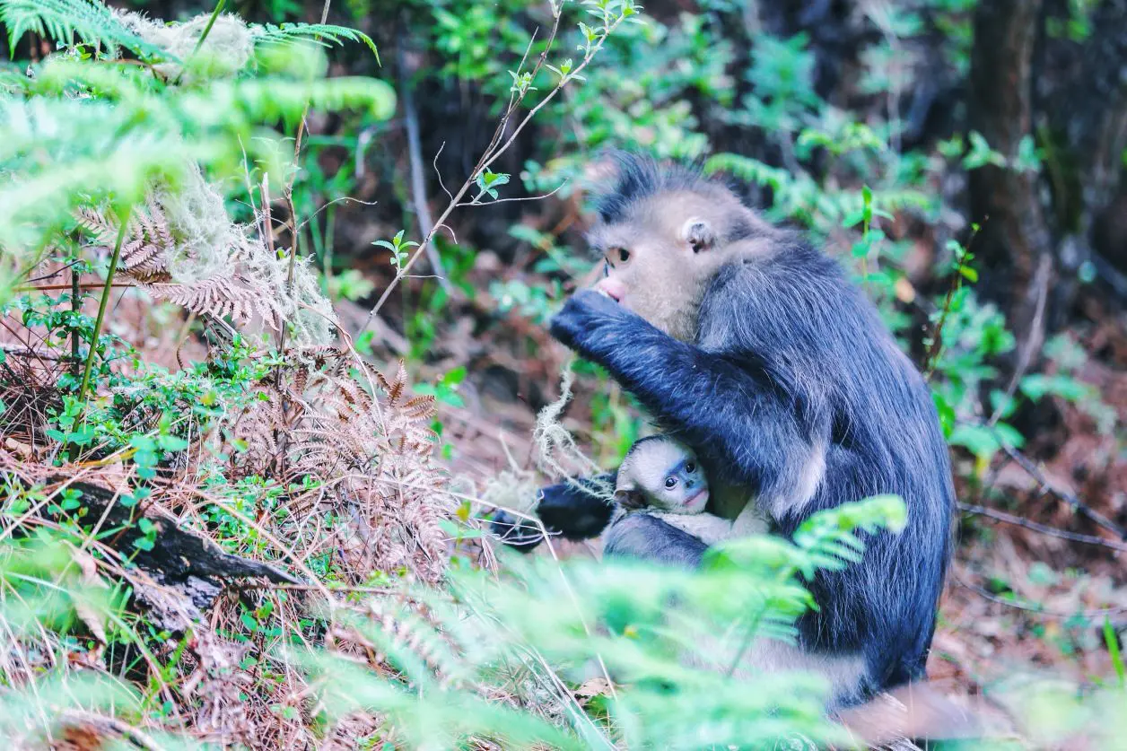Monkeys at Tacheng Monkeys Reserve Yunnan