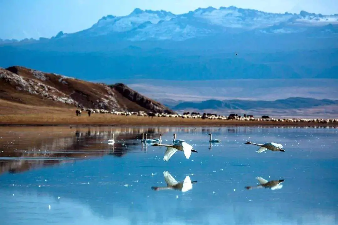 Swan Lake at Bayanbulak Grassland