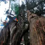 Cypresse Park in Nyingchi