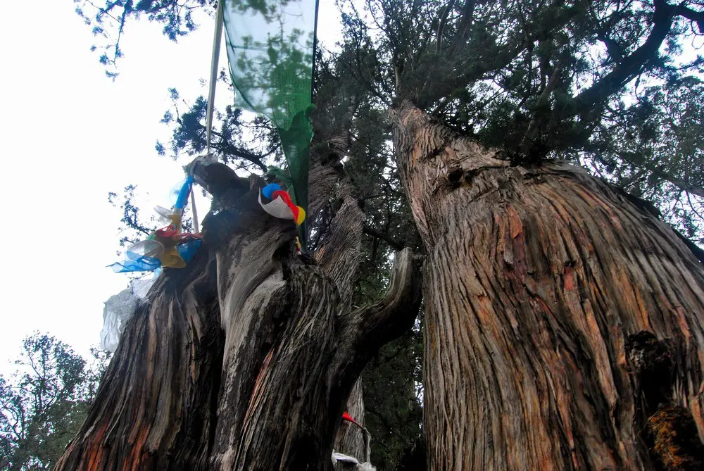 Cypresse Park in Nyingchi