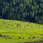 Hemu Grassland in June