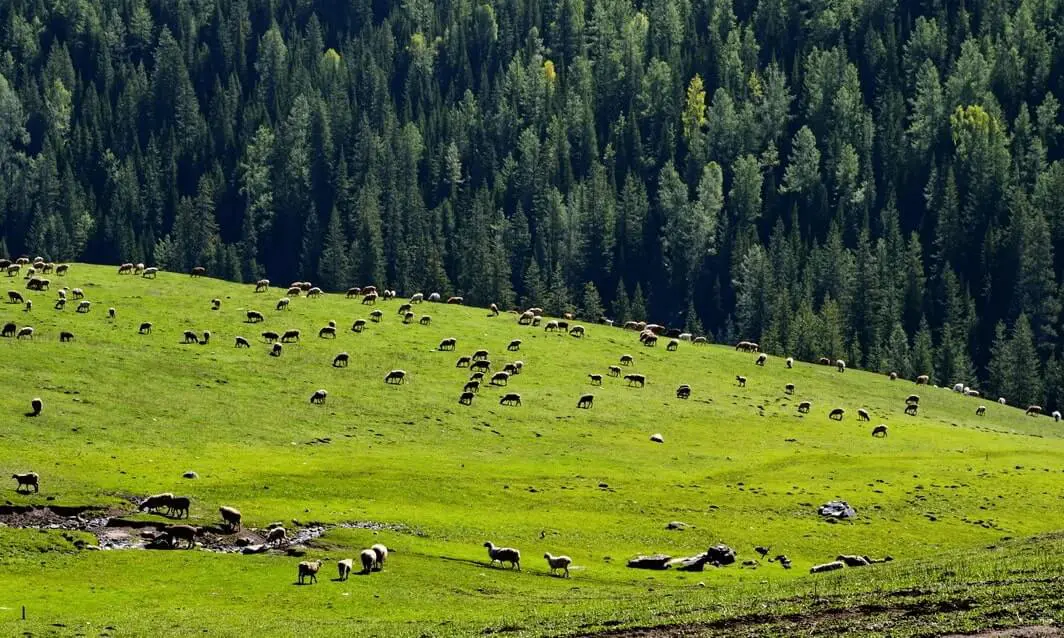 Hemu Grassland in June