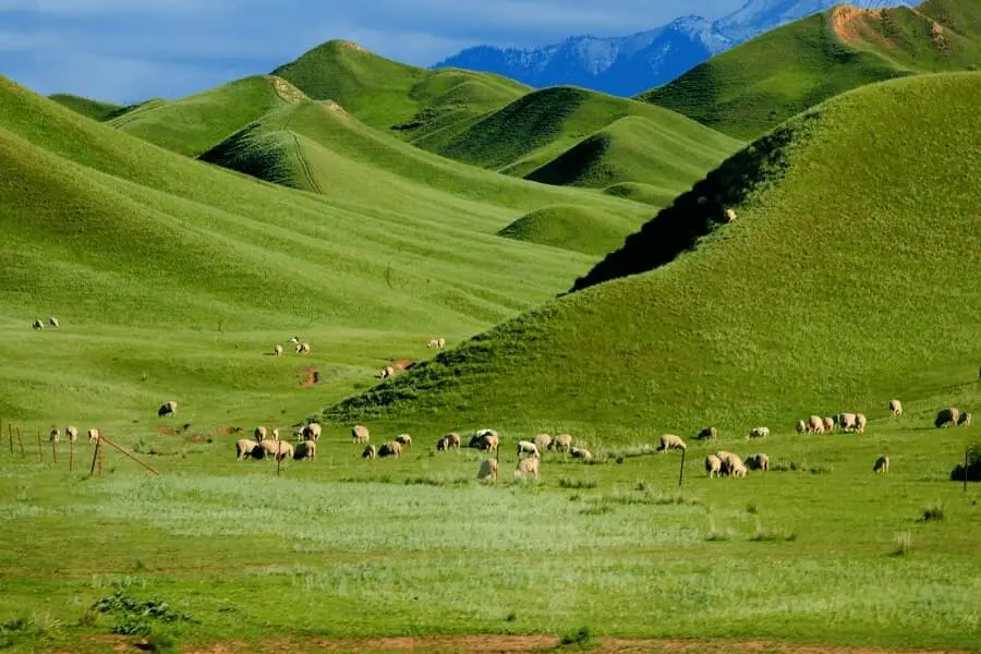 Nashan Pasture