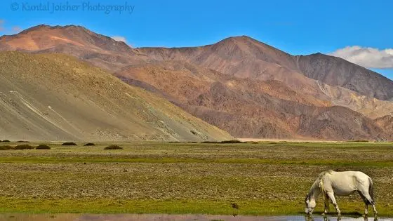 Changthang grassland