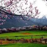 Nyingchi Peach Blossom festival