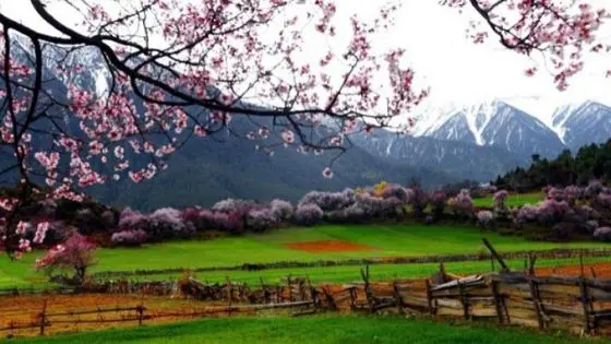 Nyingchi Peach Blossom festival - best spring tibet tour