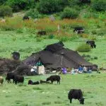 Tibet Nomads