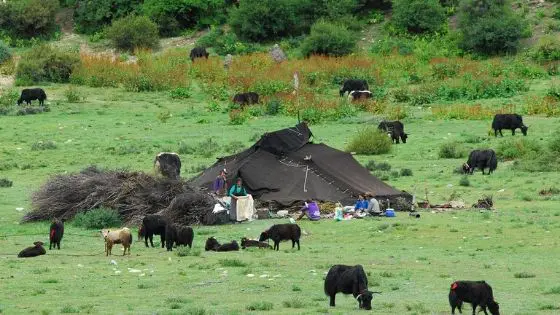 Tibet Nomads